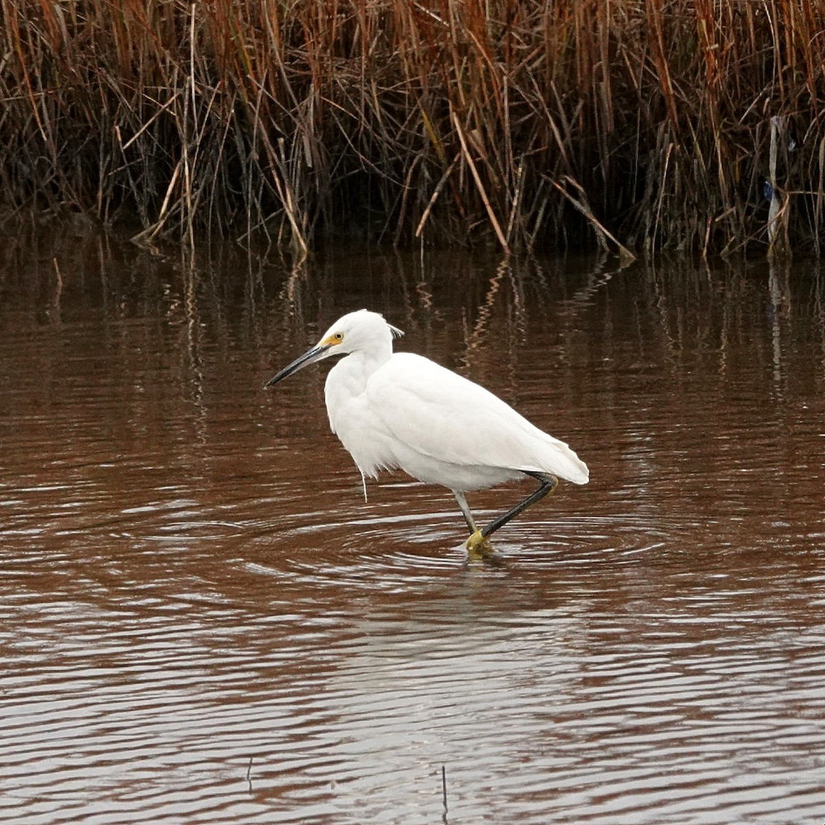 Snowy Egret - ML646581747