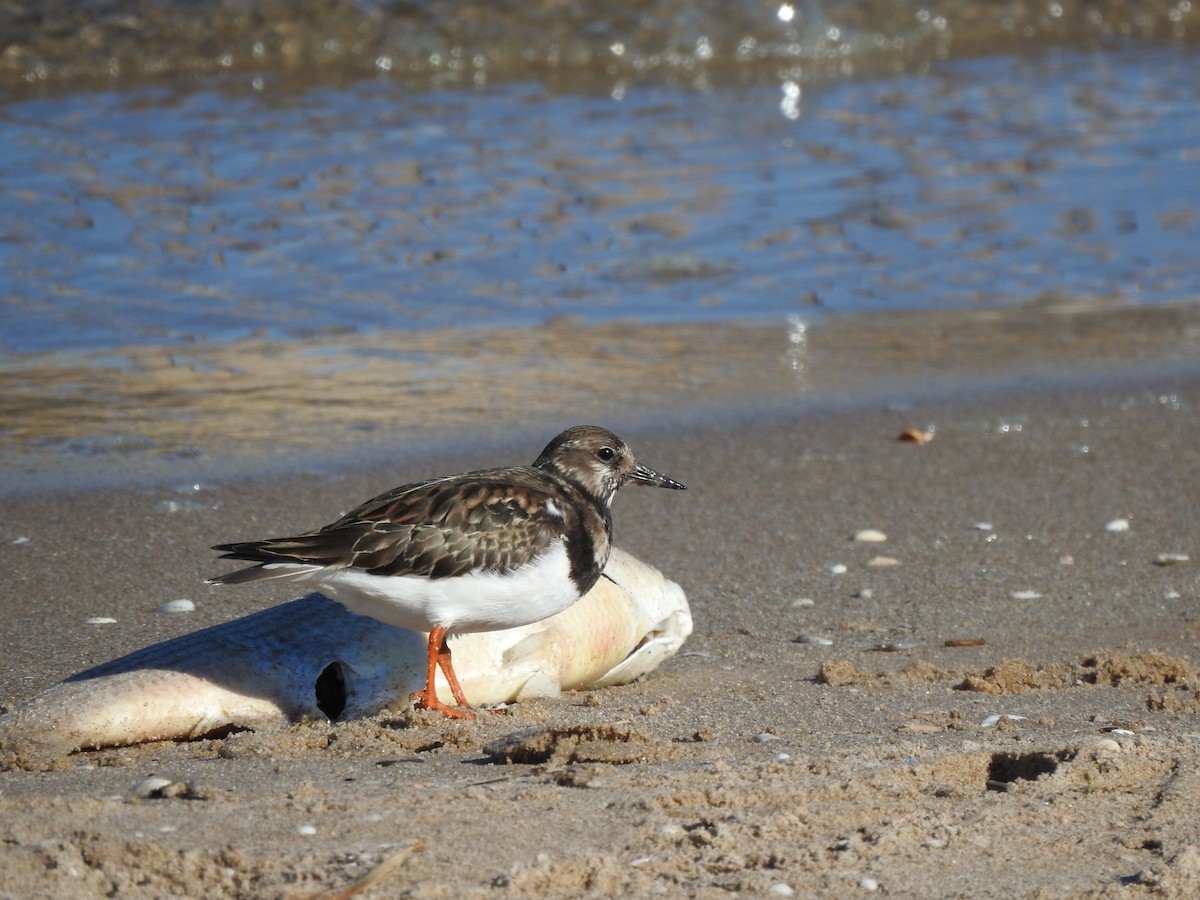 Vuelvepiedras Común - ML646581750