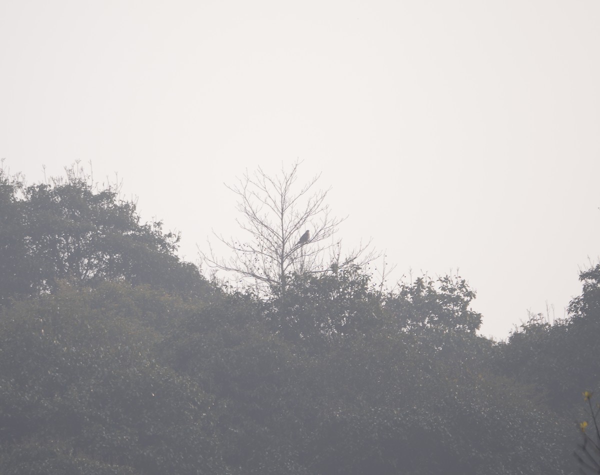 hawk sp. - ML646581751