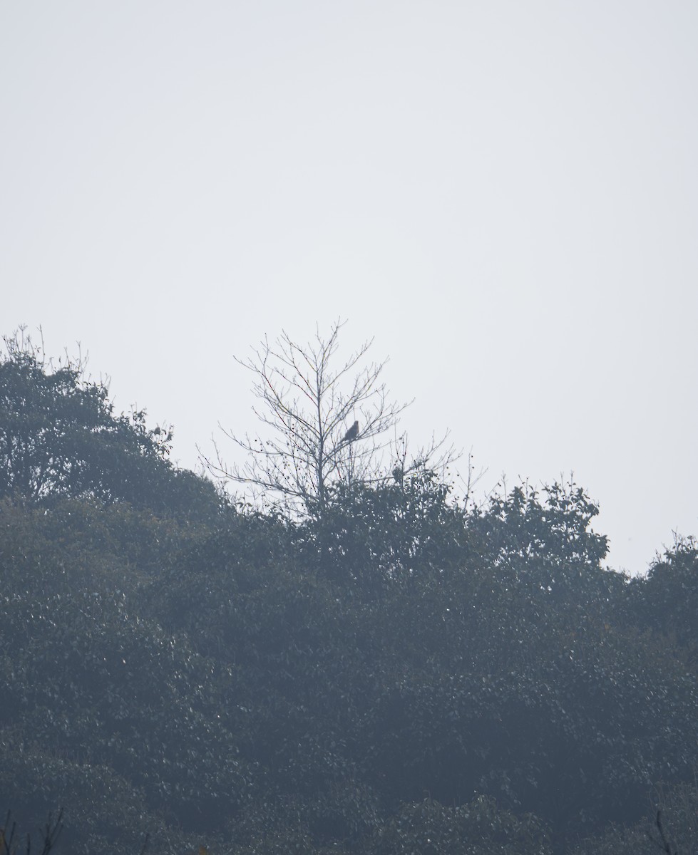 hawk sp. - ML646581752