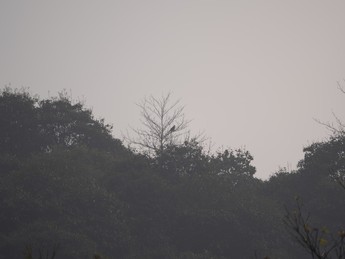 hawk sp. - ML646581753