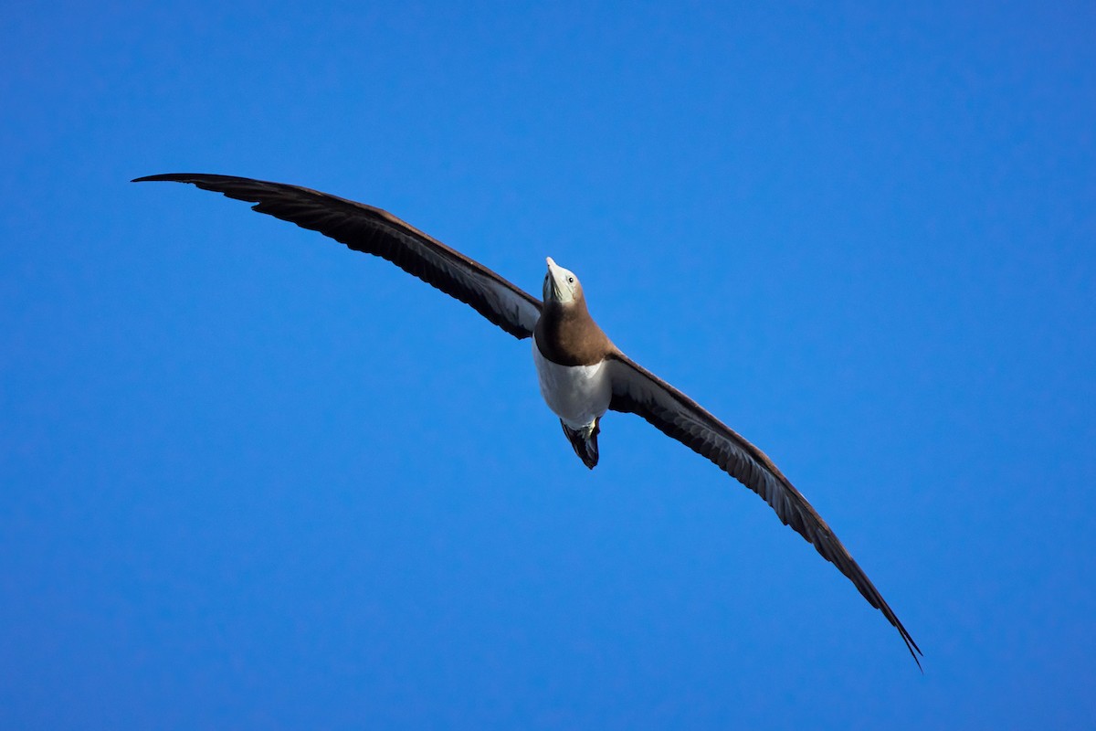 Cocos Booby - ML646581754