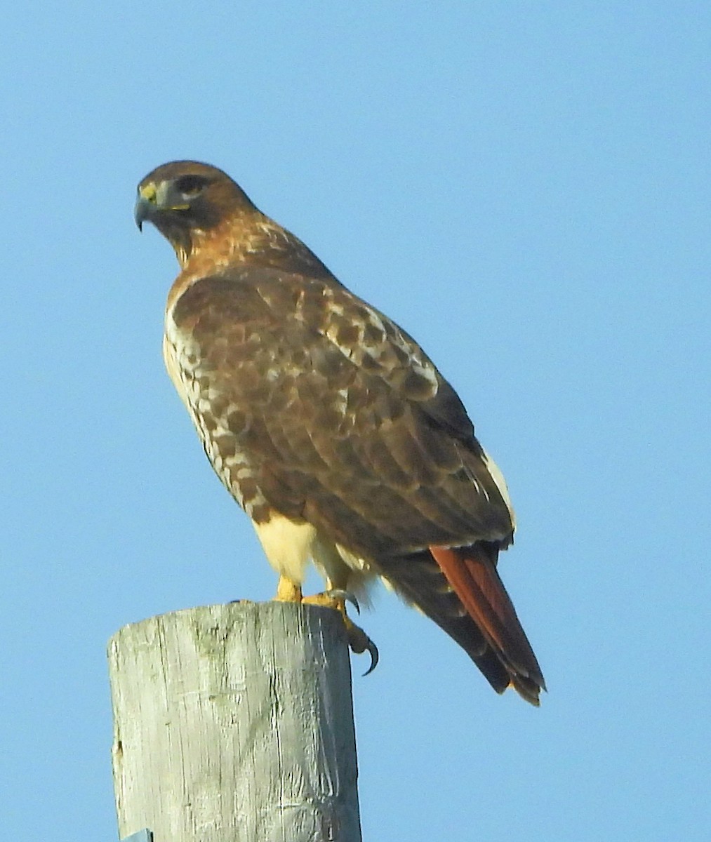 káně rudochvostá - ML646581756