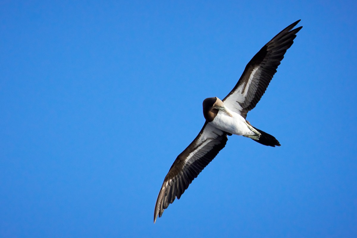 Cocos Booby - ML646581763