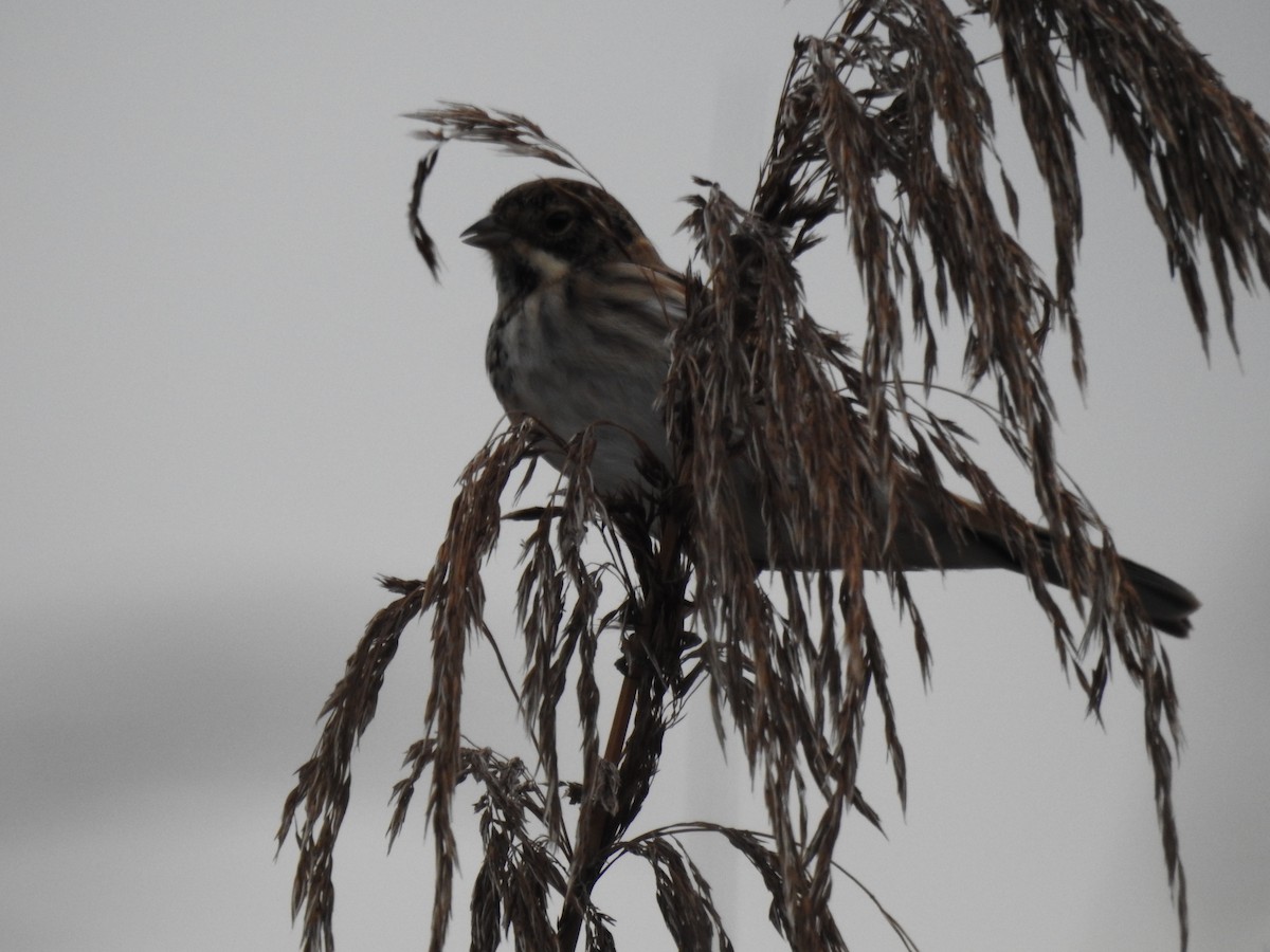 Reed Bunting - ML646581764