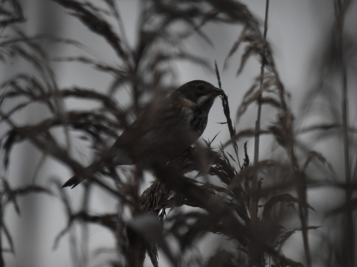 Reed Bunting - ML646581765