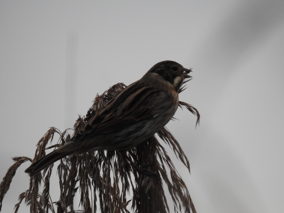 Reed Bunting - ML646581766