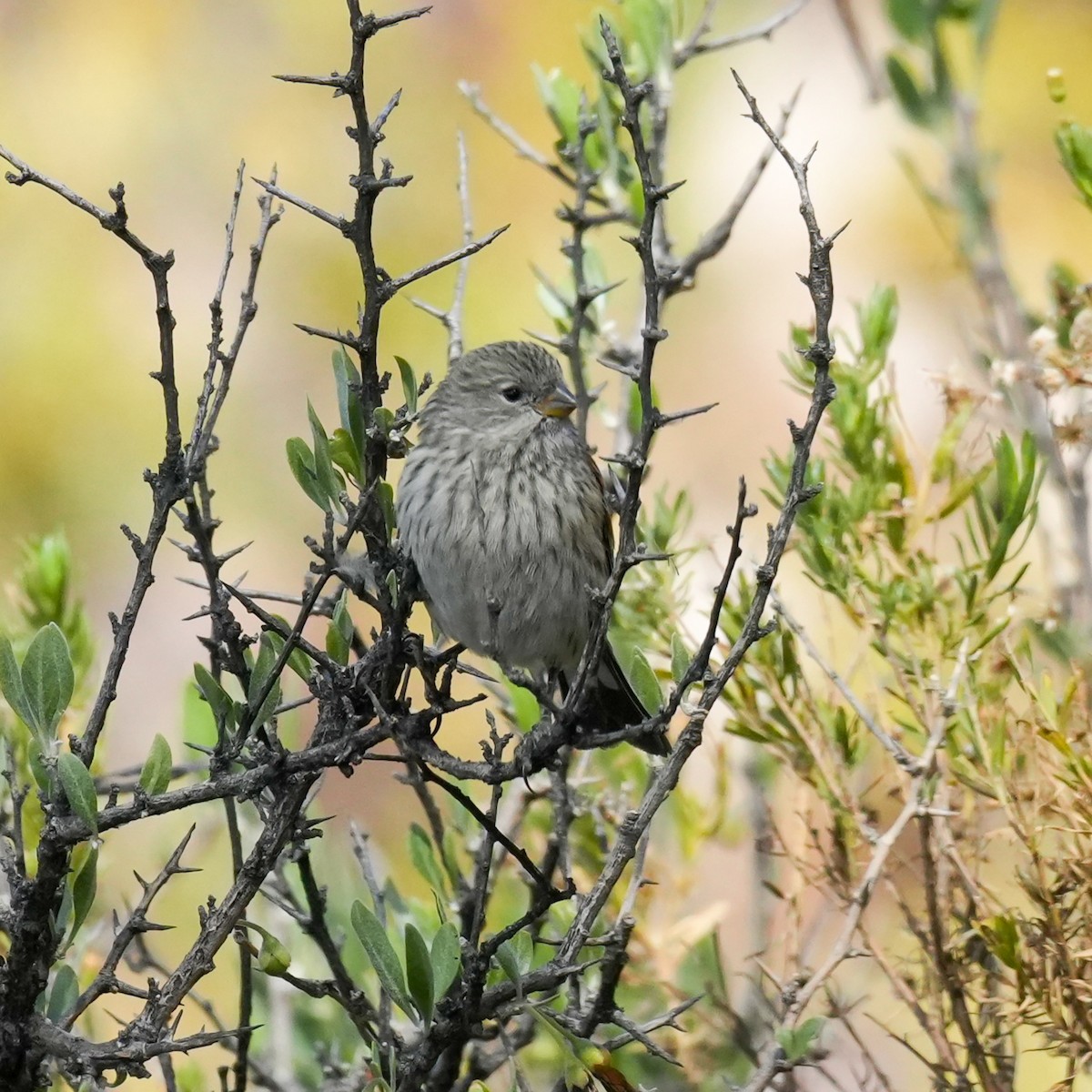 Band-tailed Seedeater - ML646581769