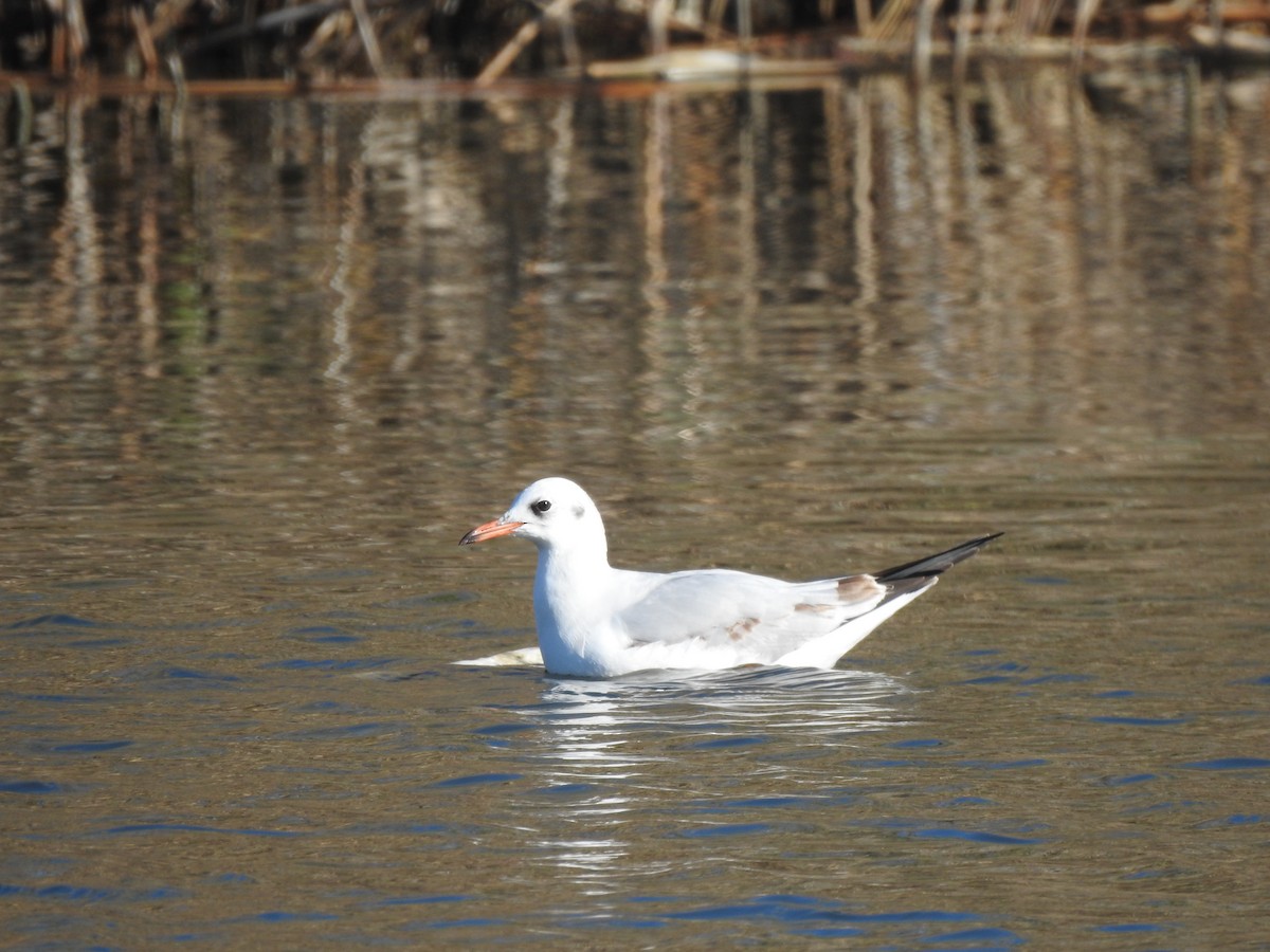 Gaviota Reidora - ML646581770