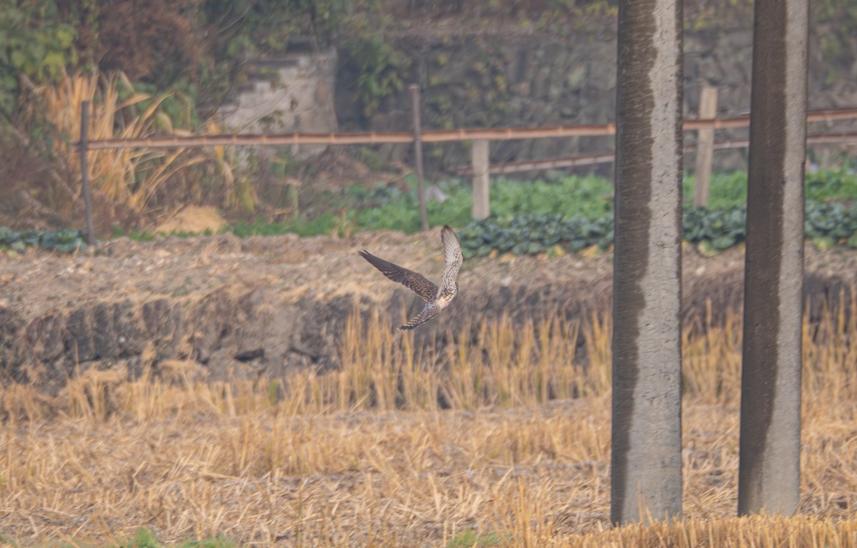 Eurasian Kestrel - ML646581771