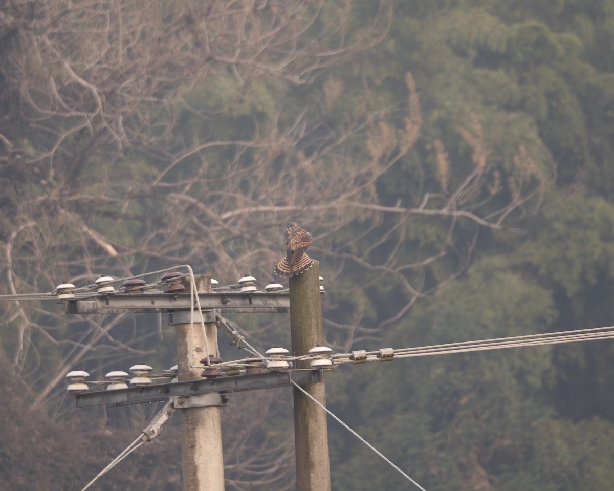 Eurasian Kestrel - ML646581772