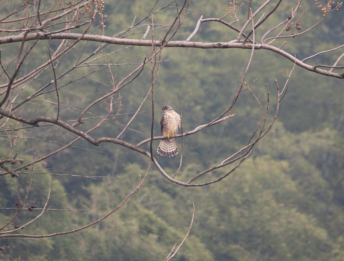 Eurasian Kestrel - ML646581773