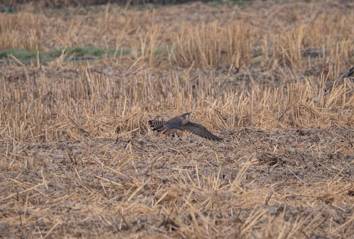 Eurasian Kestrel - ML646581774
