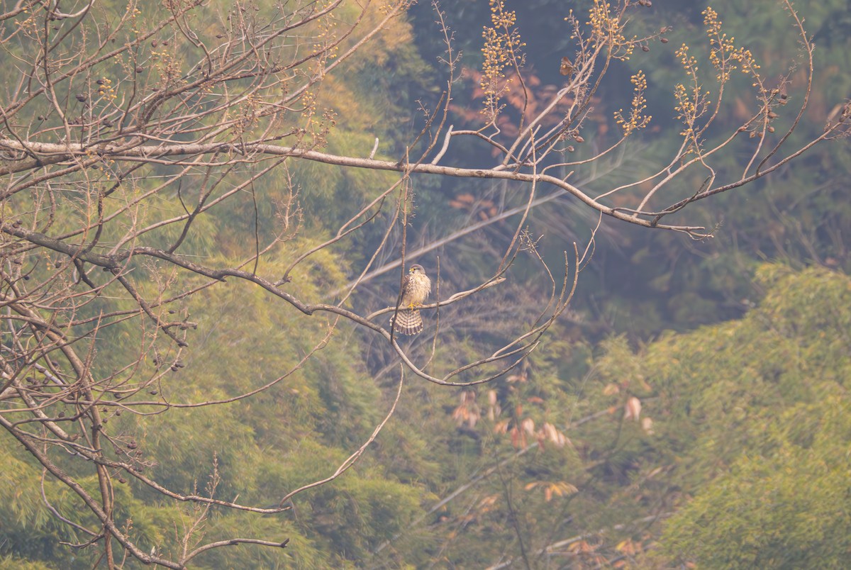 Eurasian Kestrel - ML646581775