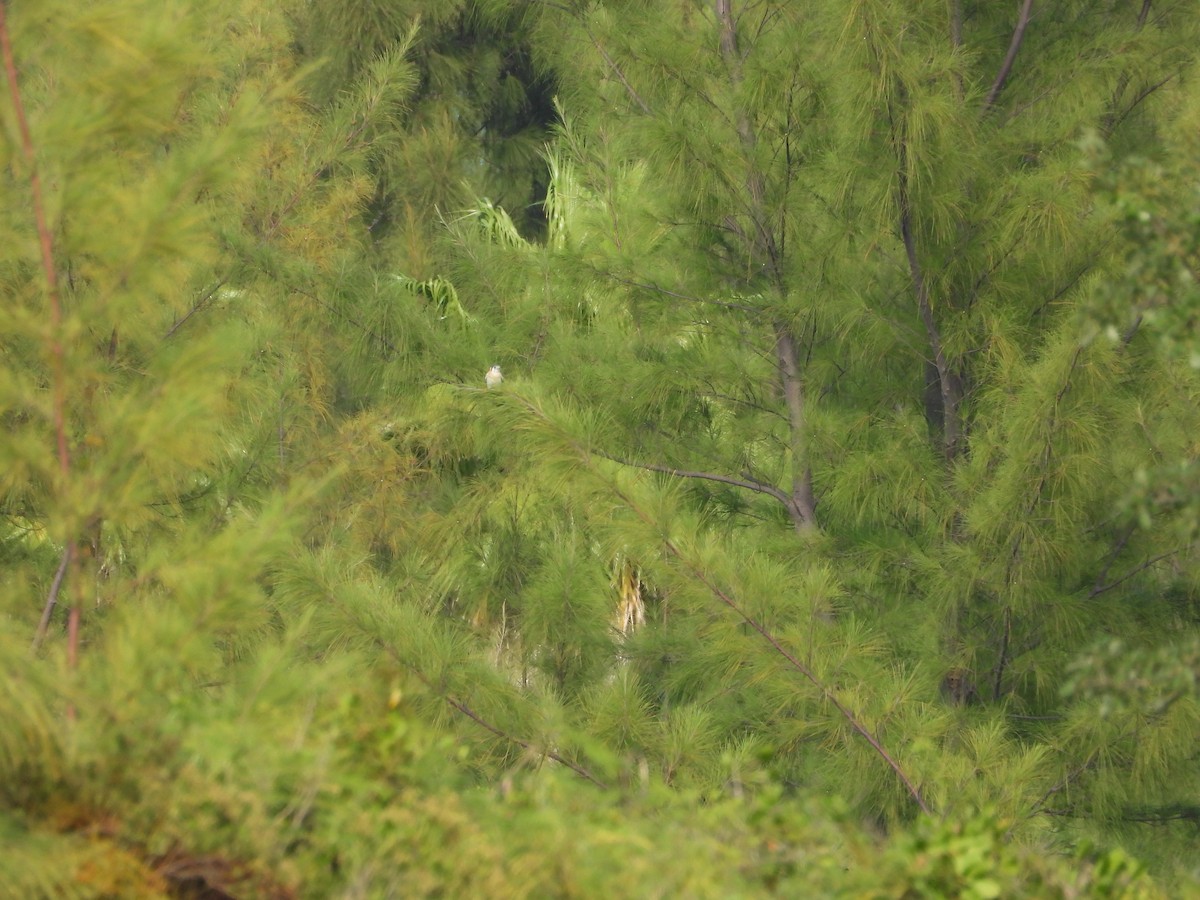 poštolka pestrá - ML646581778