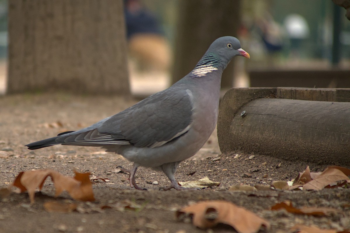 Paloma Torcaz - ML646581782