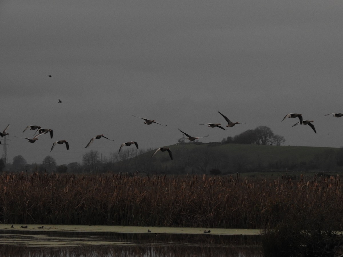 Graylag Goose - ML646581783