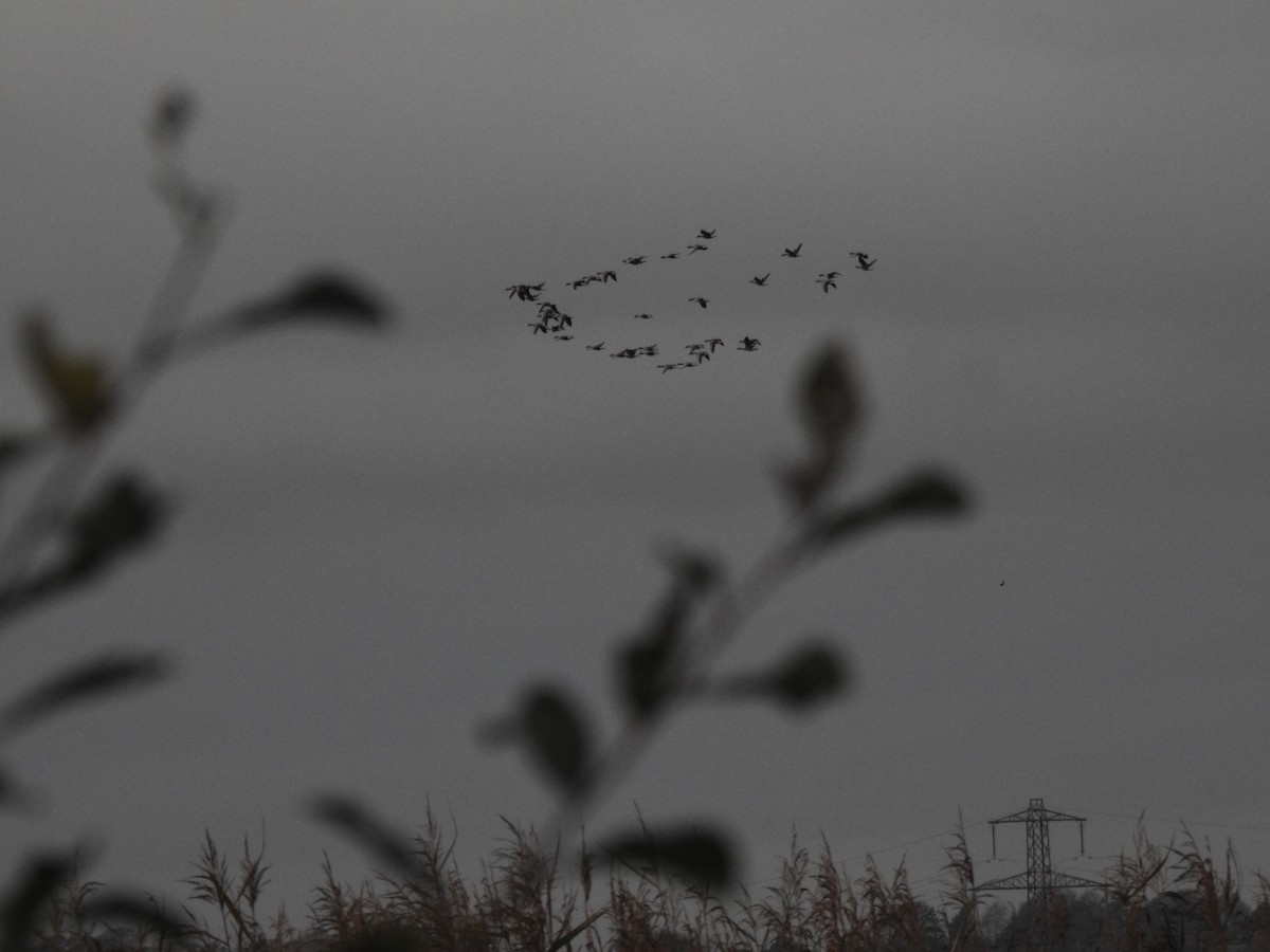 Graylag Goose - ML646581784