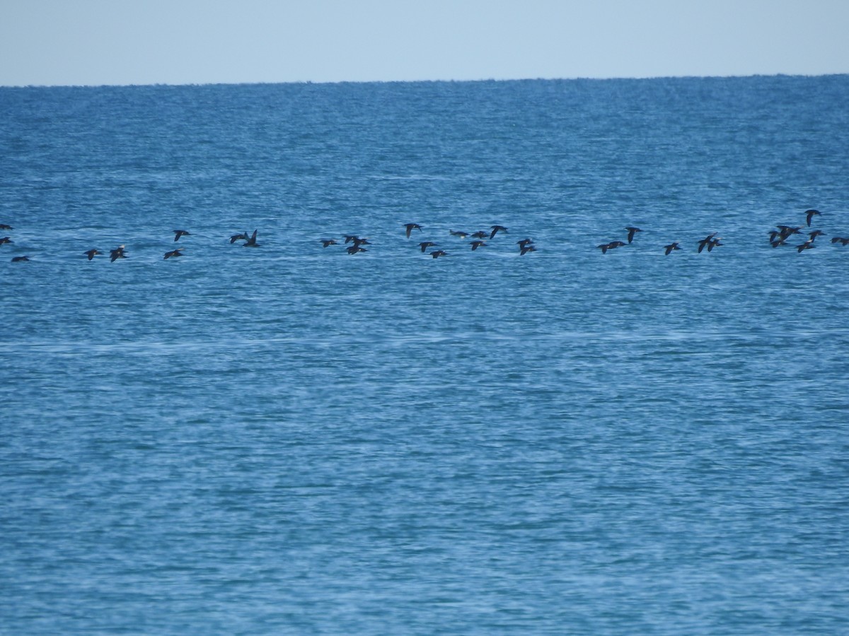 Pardela Balear - ML646581785