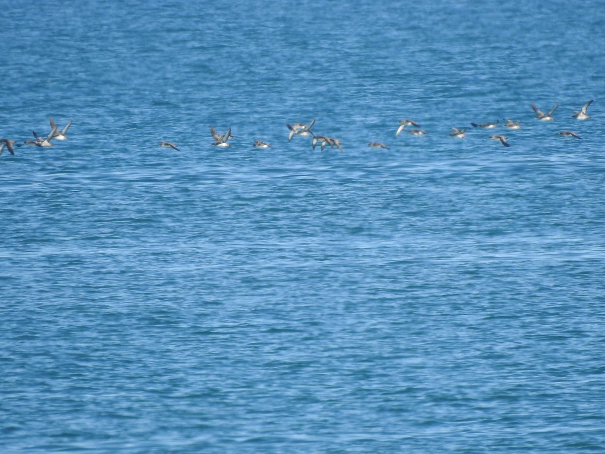 Pardela Balear - ML646581786