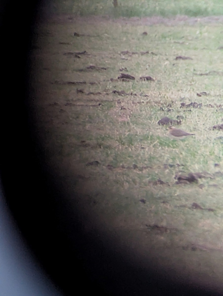 Oriental Plover - ML646581787