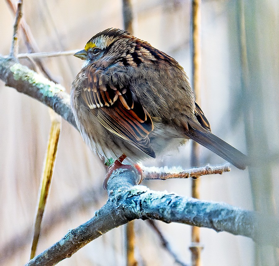 White-throated Sparrow - ML646581788
