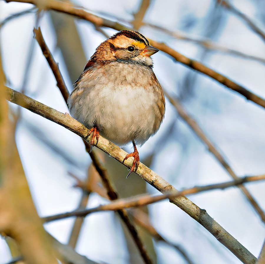 White-throated Sparrow - ML646581789
