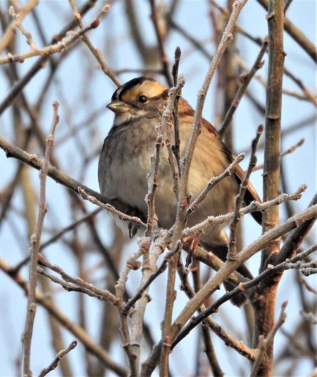 White-throated Sparrow - ML646581791