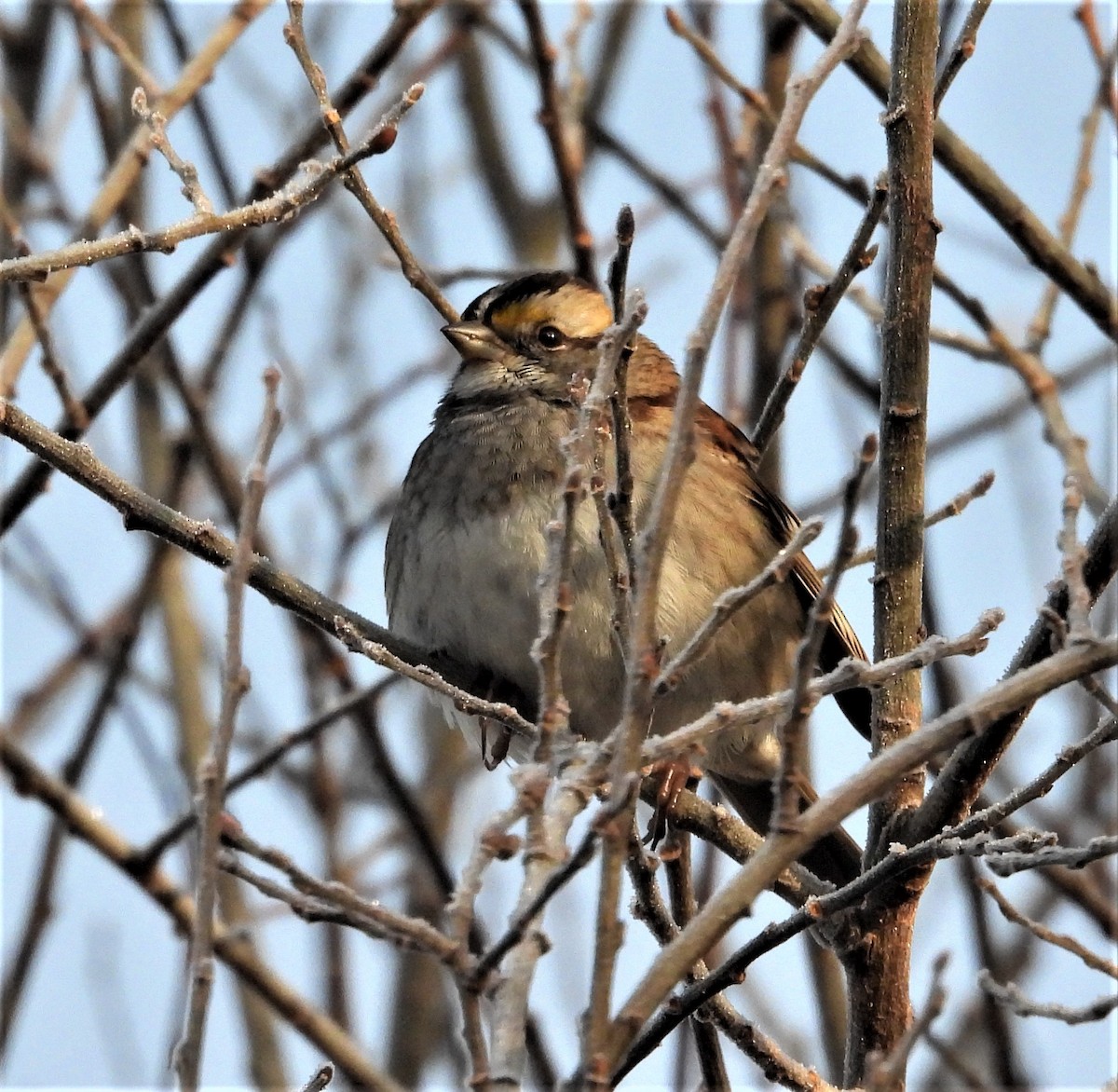 White-throated Sparrow - ML646581793