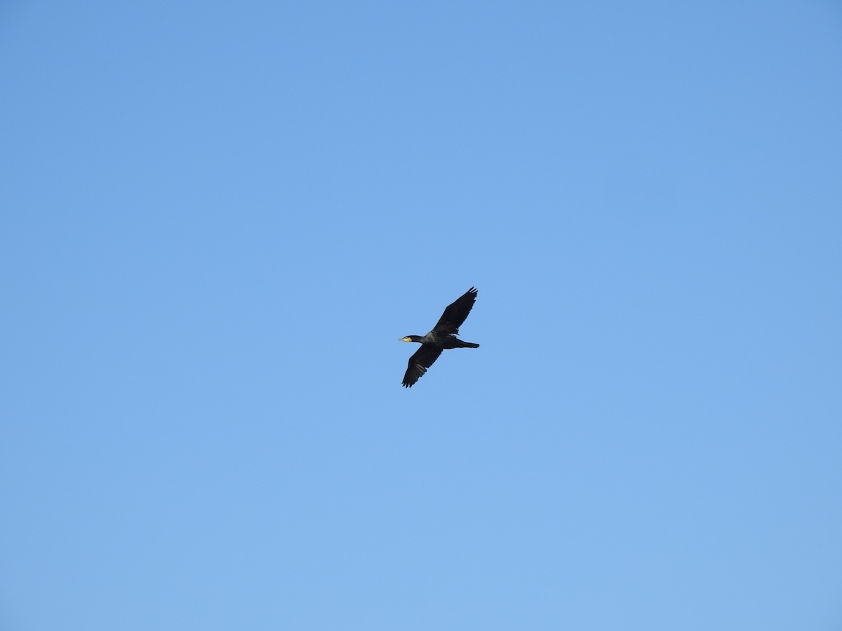 Cormorán Grande - ML646581796