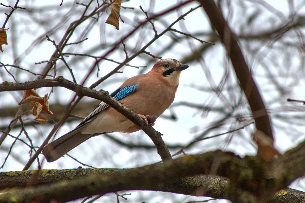 Eurasian Jay - ML646581798