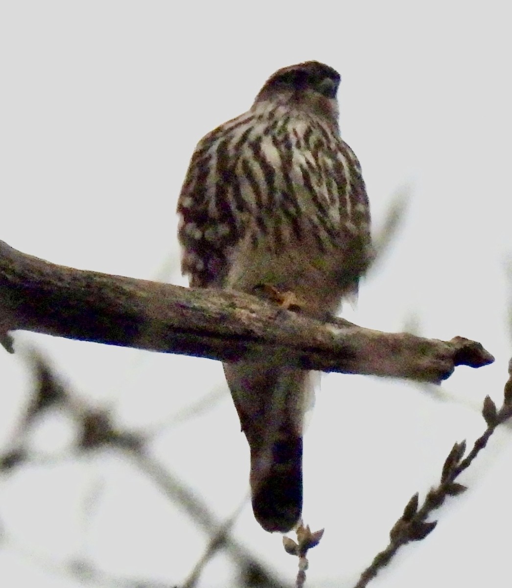 Merlin - ML646581800