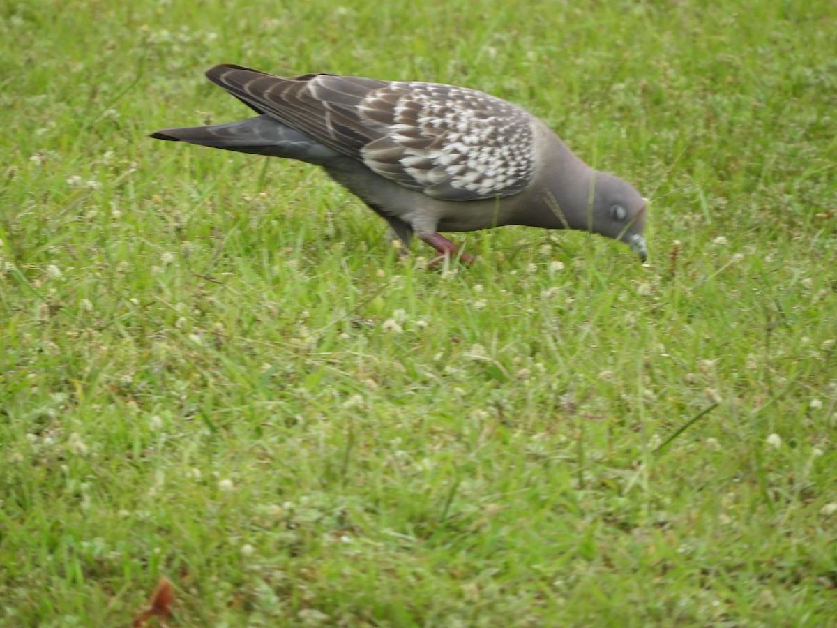 Fleckentaube - ML646581801