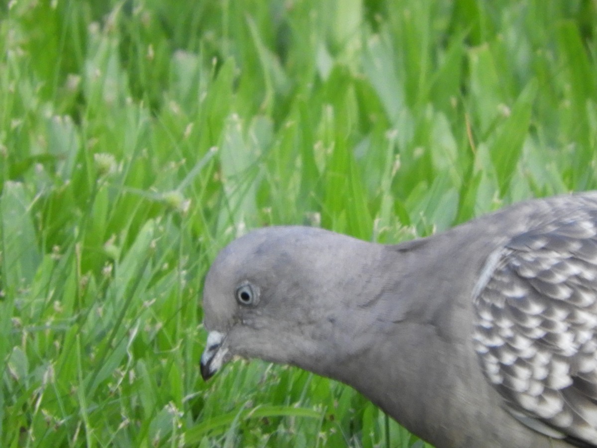 Fleckentaube - ML646581802