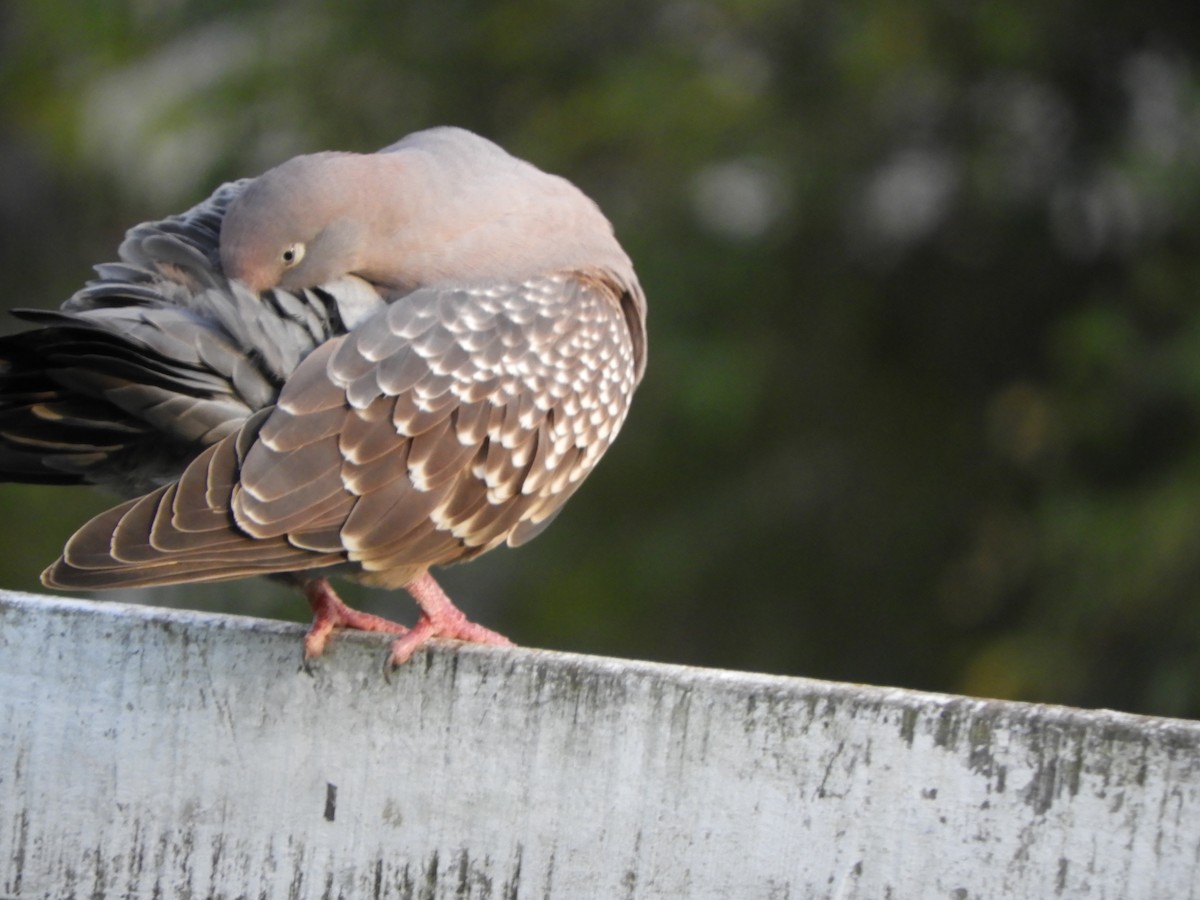 Fleckentaube - ML646581803