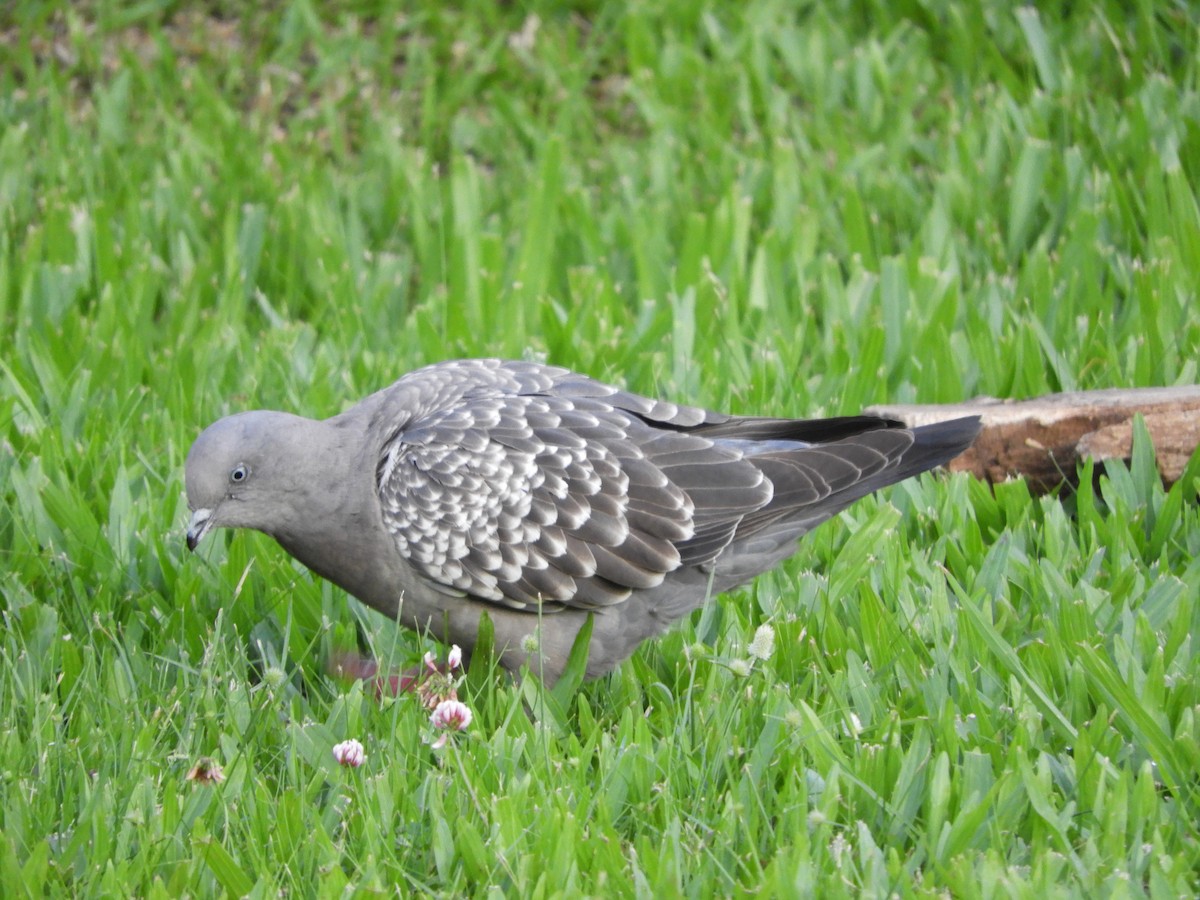 Fleckentaube - ML646581804