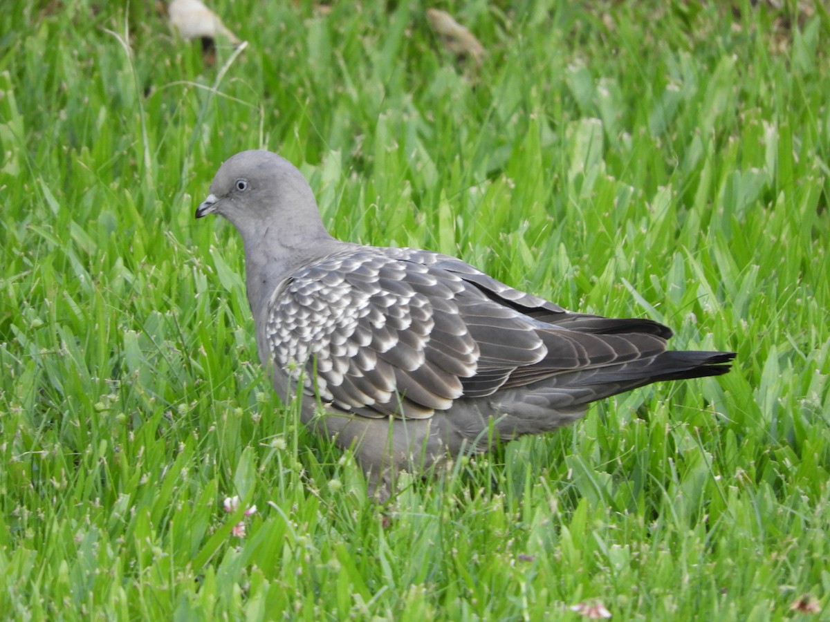 Fleckentaube - ML646581805