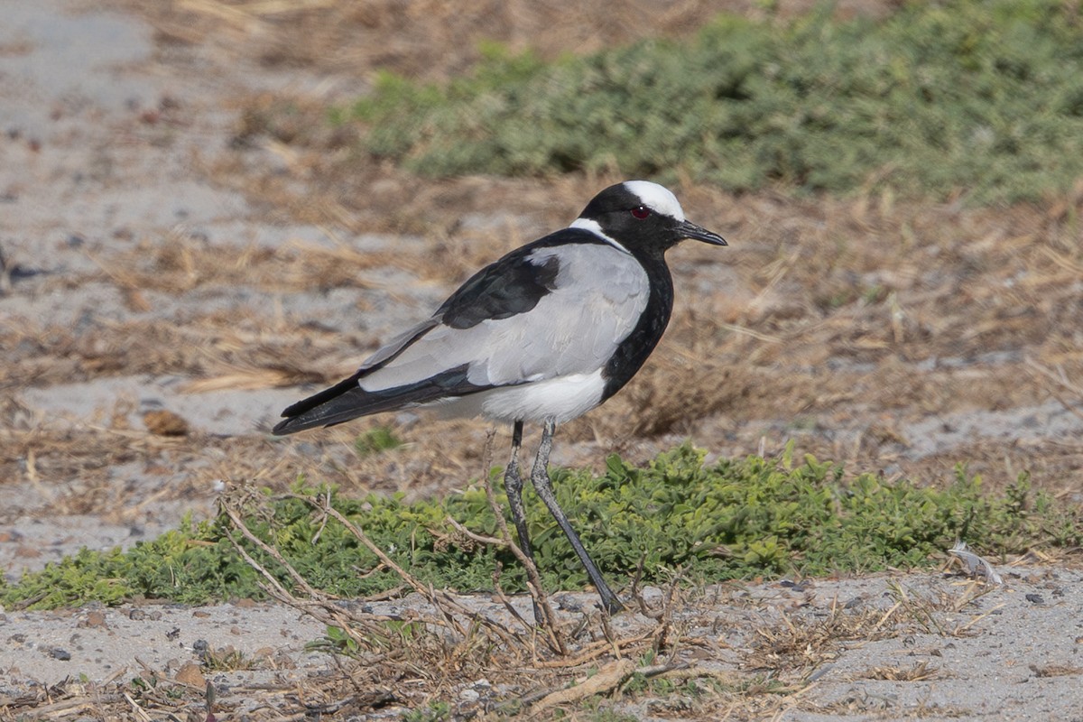 Blacksmith Lapwing - ML646581806