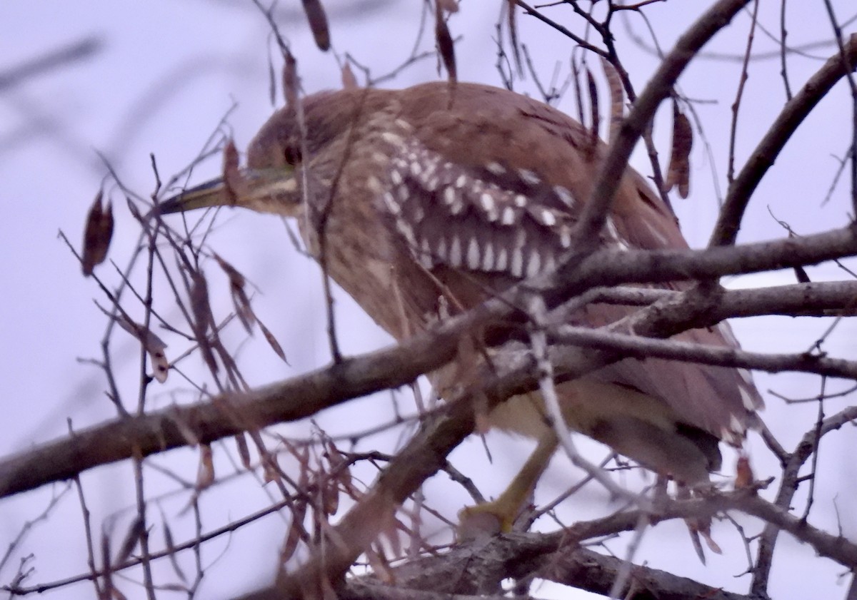 Black-crowned Night Heron - ML646581809