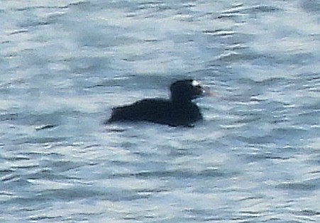 turpan pestrozobý - ML646581816