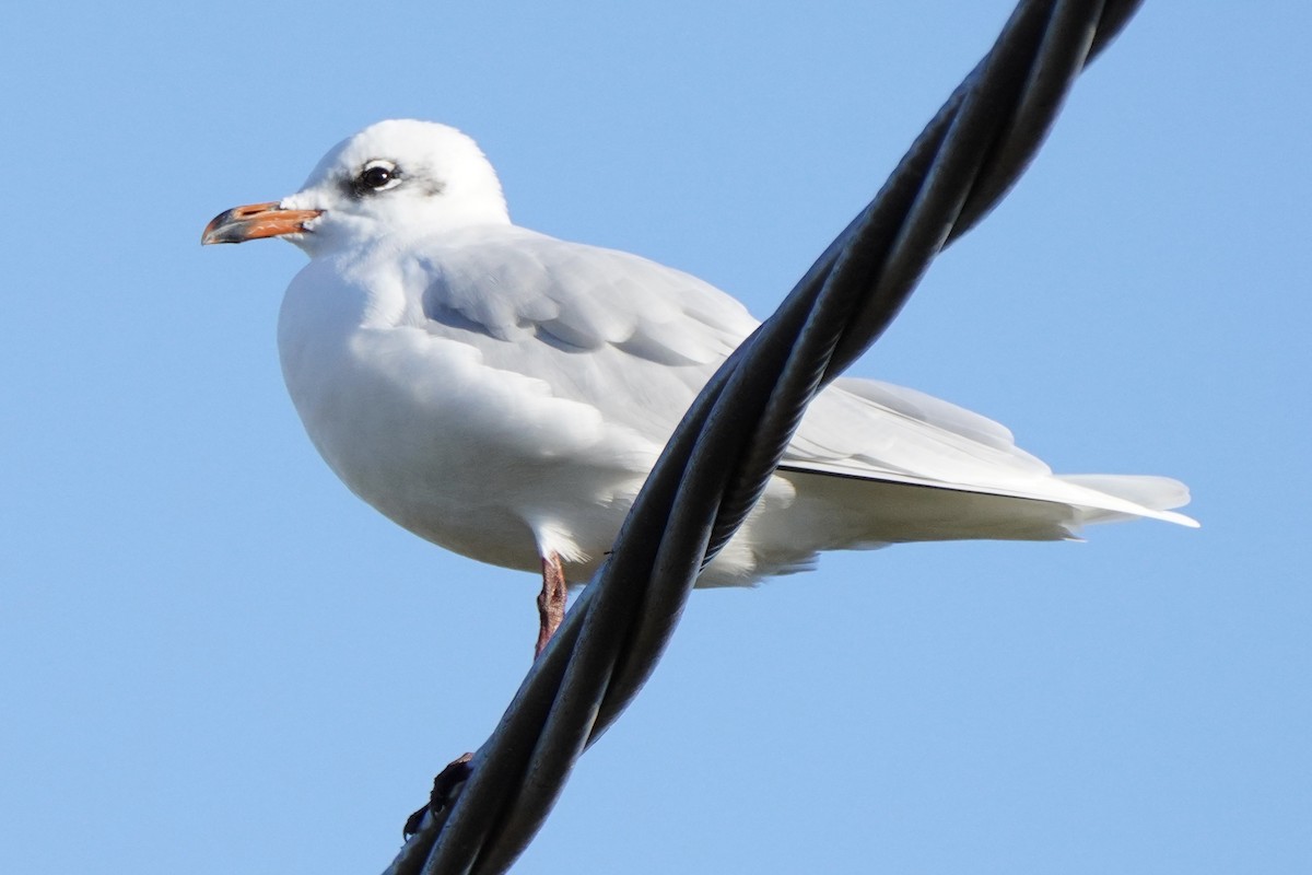 Mediterranean Gull - ML646581817