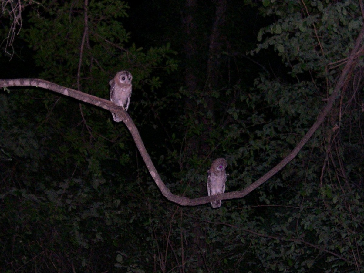 Африканская неясыть - ML646581822