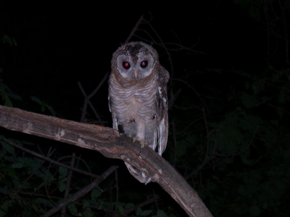 Африканская неясыть - ML646581824