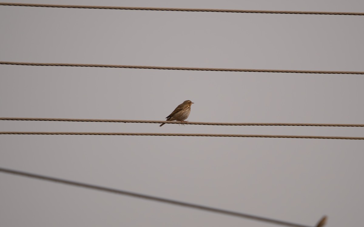 Olive-backed Pipit - ML646581825