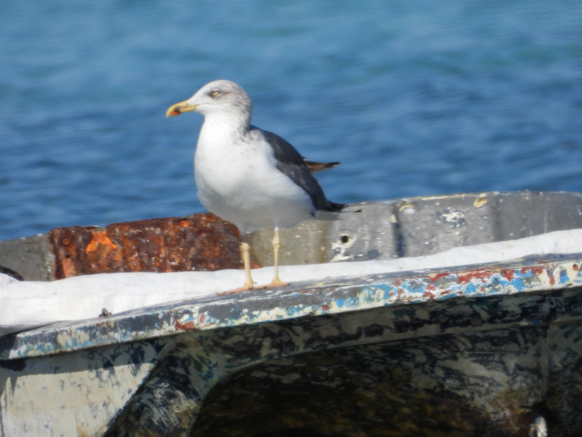 Lesser Black-backed Gull - ML646581826