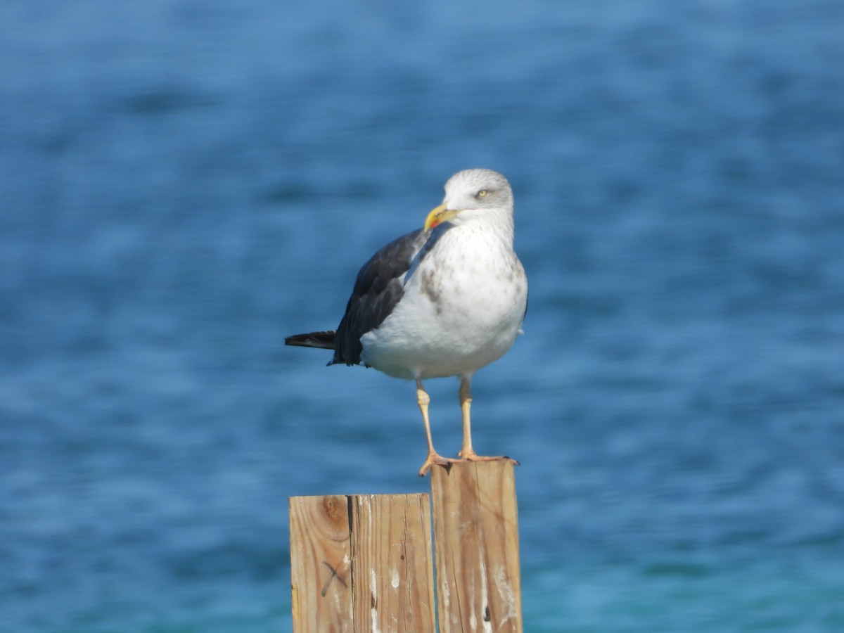 Lesser Black-backed Gull - ML646581827