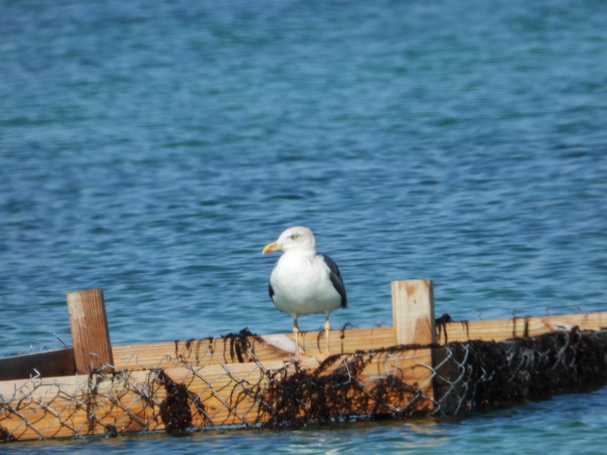 Lesser Black-backed Gull - ML646581828