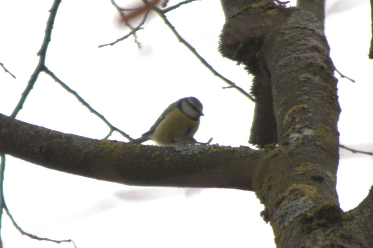 Amilotx urdin europarra - ML646581829