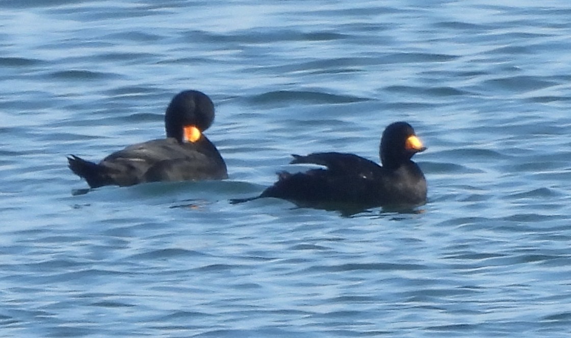 Pazifiktrauerente - ML646581830