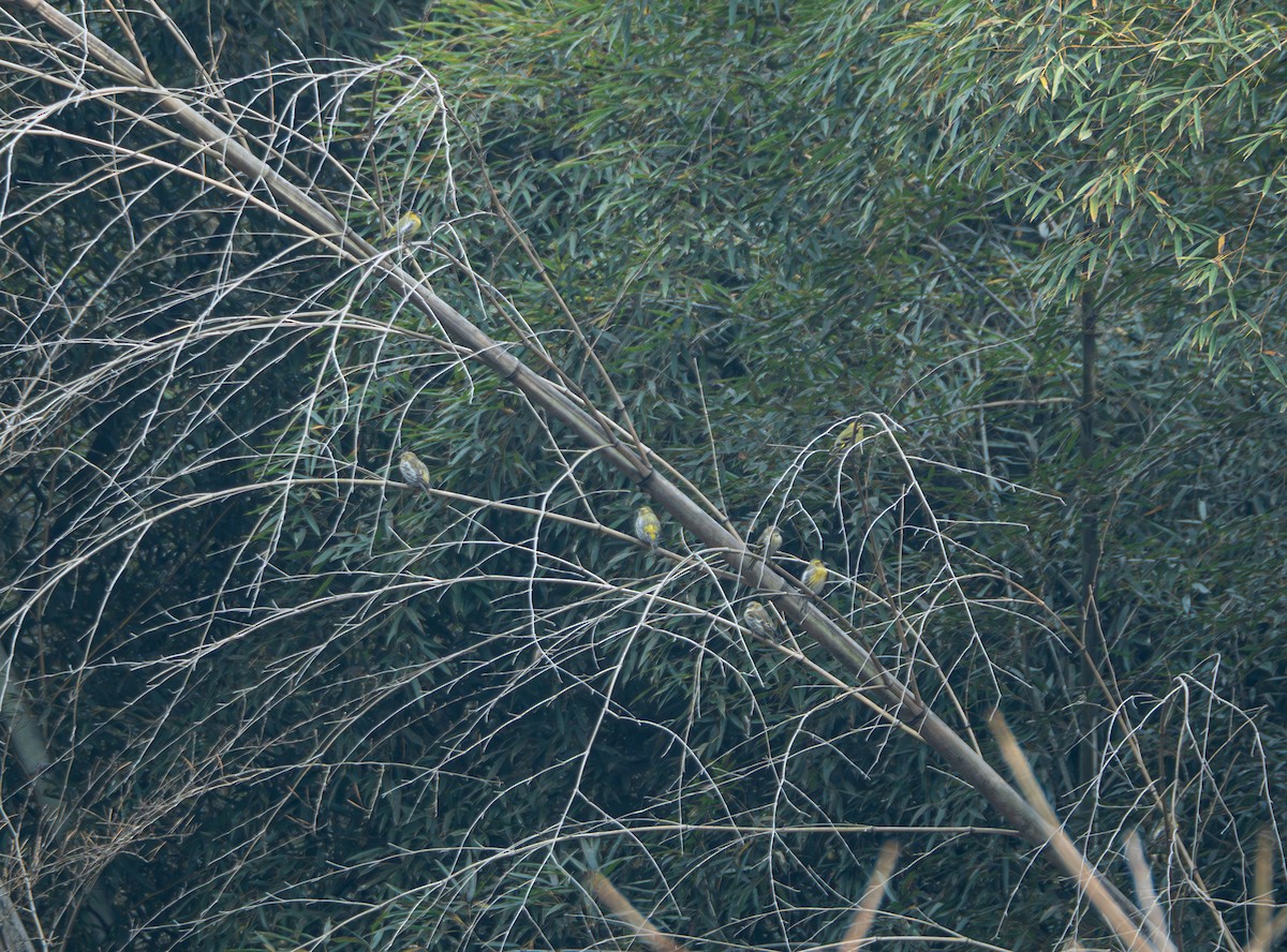 Eurasian Siskin - ML646581831